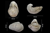 Gryphaea obliqua